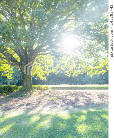 A park where sunlight filters through the trees and the summer grass shines brightly. A park where sunlight filters through the trees and the summer grass shines brightly. 143295442