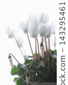 White cyclamen 143295461