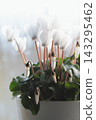 White cyclamen 143295462
