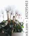 White cyclamen 143295463