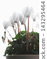 White cyclamen 143295464