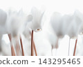 White cyclamen 143295465