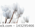 White cyclamen 143295466