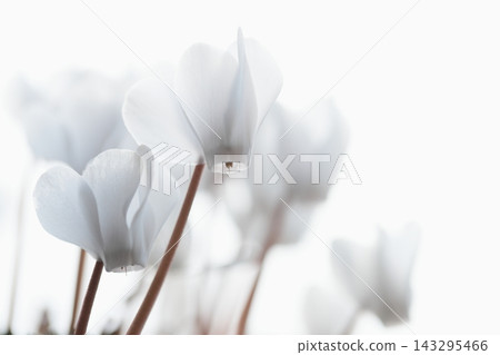 White cyclamen White cyclamen 143295466