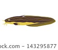 魚的插圖：Gonsui 143295877