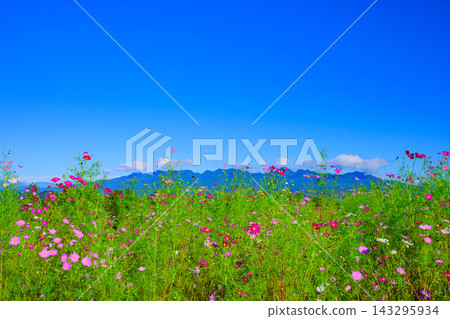 A scene from the Hanataka Observation Flower Hill in autumn, capturing a dazzling field of cosmos flowers and greenery against the backdrop of a clear blue sky and Mount Haruna. A scene from the Hanataka Observation Flower Hill in autumn, capturing a dazzling field of cosmos flowers and greenery against the backdrop of a clear blue sky and Mount Haruna. 143295934