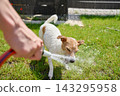 Jack Russell Terrier dog cooling off under water from garden hose 143295958