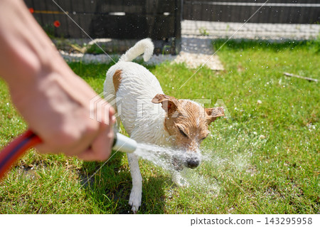 Jack Russell Terrier dog cooling off under water from garden hose Jack Russell Terrier dog cooling off under water from garden hose 143295958