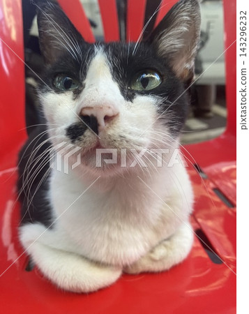 Good morning. A cat with a mustache on Silom Road in Bangkok. Good morning. A cat with a mustache on Silom Road in Bangkok. 143296232