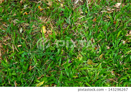 A close-up top-down view of lush green grass lawn with scattered dry leaves and tiny purple wildflowers, ideal for nature textures and background designs. Nature or natural background A close-up top-down view of lush green grass lawn with scattered dry leaves and tiny purple wildflowers, ideal for nature textures and background designs. Nature or natural background 143296267