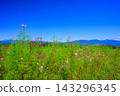 A scene from the Hanataka Observation Flower Hill in autumn, capturing a dazzling field of cosmos flowers and greenery against the backdrop of a clear blue sky and Mount Haruna. A scene from the Hanataka Observation Flower Hill in autumn, capturing a dazzling field of cosmos flowers and greenery against the backdrop of a clear blue sky and Mount Haruna. 143296345