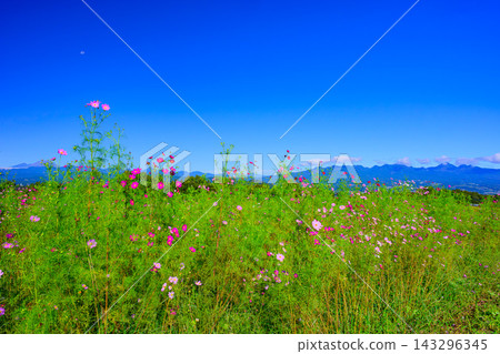 A scene from the Hanataka Observation Flower Hill in autumn, capturing a dazzling field of cosmos flowers and greenery against the backdrop of a clear blue sky and Mount Haruna. A scene from the Hanataka Observation Flower Hill in autumn, capturing a dazzling field of cosmos flowers and greenery against the backdrop of a clear blue sky and Mount Haruna. 143296345