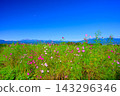 A scene from the Hanataka Observation Flower Hill in autumn, capturing a dazzling field of cosmos flowers and greenery against the backdrop of a clear blue sky and Mount Haruna. A scene from the Hanataka Observation Flower Hill in autumn, capturing a dazzling field of cosmos flowers and greenery against the backdrop of a clear blue sky and Mount Haruna. 143296346
