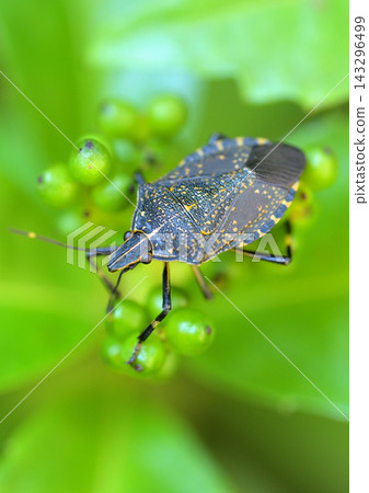 A yellow marmorated stink bug perched on a young berry of Ardisia crenata. A yellow marmorated stink bug perched on a young berry of Ardisia crenata. 143296499