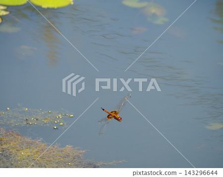 A female broad-winged damselfly, a southern species of dragonfly, flying over a pond. A female broad-winged damselfly, a southern species of dragonfly, flying over a pond. 143296644