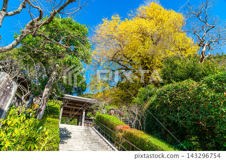 [Kanagawa Prefecture] Egara Tenjin Shrine in late autumn, under a refreshing blue sky. 143296754