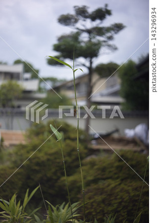 飛進花園的馬蠅 飛進花園的馬蠅 143296934