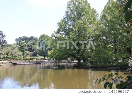 埼玉市大宮公園的天鵝池 埼玉市大宮公園的天鵝池 143296937