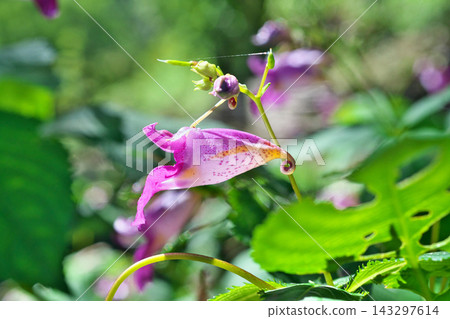 鳳仙花(Impatiens textori)的紅紫色花朵(秋季,十月) 鳳仙花(Impatiens textori)的紅紫色花朵(秋季,十月) 143297614