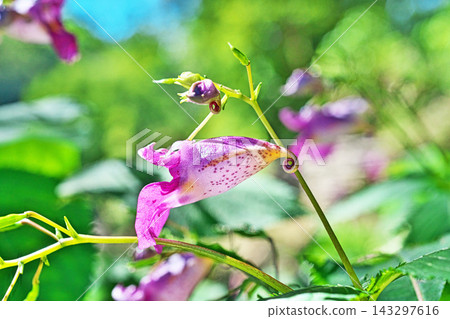 鳳仙花（Impatiens textori）的紅紫色花朵（秋季，十月） 143297616