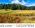 Early autumn in the Oze Marshland, with its colorful grasses and the scenery of Mt. Hiuchigatake. 143297694