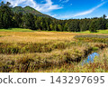 Early autumn in the Oze Marshland, with its colorful grasses and the scenery of Mt. Hiuchigatake. 143297695