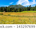 Early autumn in the Oze Marshland, with its colorful grasses and the scenery of Mt. Hiuchigatake. 143297699