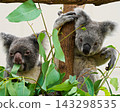 Koala eating Eucalyptus leaves 143298535