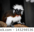 Cute monkey face 143298536