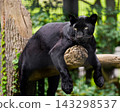 Black panther climbing a tree 143298537