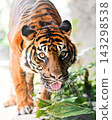 Front tiger 143298538