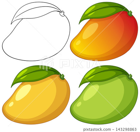 Vector Illustration Set of Ripe and Unripe Mangoes with Outlines Vector Illustration Set of Ripe and Unripe Mangoes with Outlines 143298863