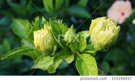 黃色的花苞靜待綻放 黃色的花苞靜待綻放 143298937