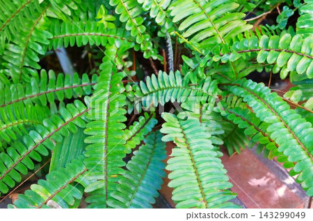 葉子植物 143299049