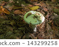 A poisonous mushroom growing on the forest floor among fallen leaves.  143299258