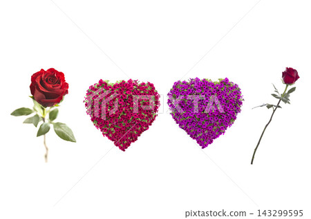 rose and petunias isolated on white background rose and petunias isolated on white background 143299595