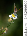 A close-up photograph of a small copper butterfly (Lycaena phlaeas) sipping nectar from a white wildflower; a macro photograph of an insect. 143299600