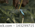 A blue dragonfly rests its wings on a plant branch. (Insect/Nature Photo) 143299715