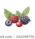 Raspberries, blackberry, blueberry, cranberry, leaves. Hand-painted watercolor illustration isolated on white for food packaging, branding, label, cookbook, jam, beverages, cosmetic, product design 143299750