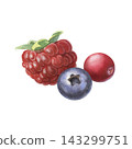 Raspberry, cranberry, blueberry. Hand-painted watercolor illustration isolated on white for food packaging, dessert, branding, label, logo, recipe, cookbook, jam, beverages, cosmetic, product design 143299751