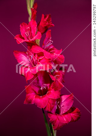 Magenta gladiolus flowers blooming on deep magenta background 143299797