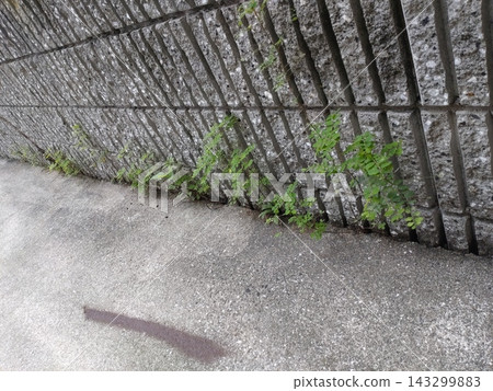 A small patch of greenery spreads along the concrete wall. 143299883