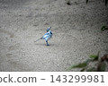 A white wagtail (wild bird) standing on the ground and looking up at the sky. Background photo with copy space. 143299981