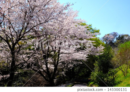 Scenery with cherry blossoms Scenery with cherry blossoms 143300131