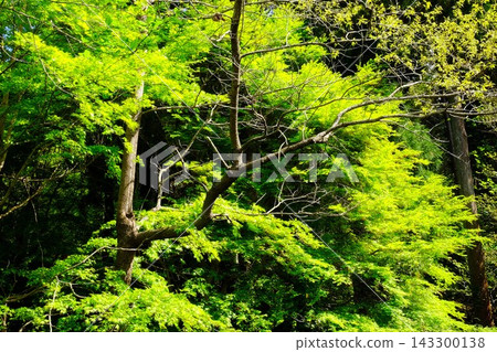 春天的森林綠樹成蔭,景色宜人。 春天的森林綠樹成蔭,景色宜人。 143300138