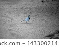 A white wagtail (wild bird) walking on sandy ground. Background photo with ample white space around it. 143300214