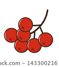 Rowan tree. Red berries. Vector illustration. 143300216