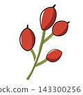 Rosehip. Vector illustration. 143300256