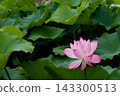 Pink lotus flowers blooming on the green lotus leaves of Shinobazu Pond 143300513