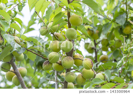 Plum fruit Plum fruit 143300964